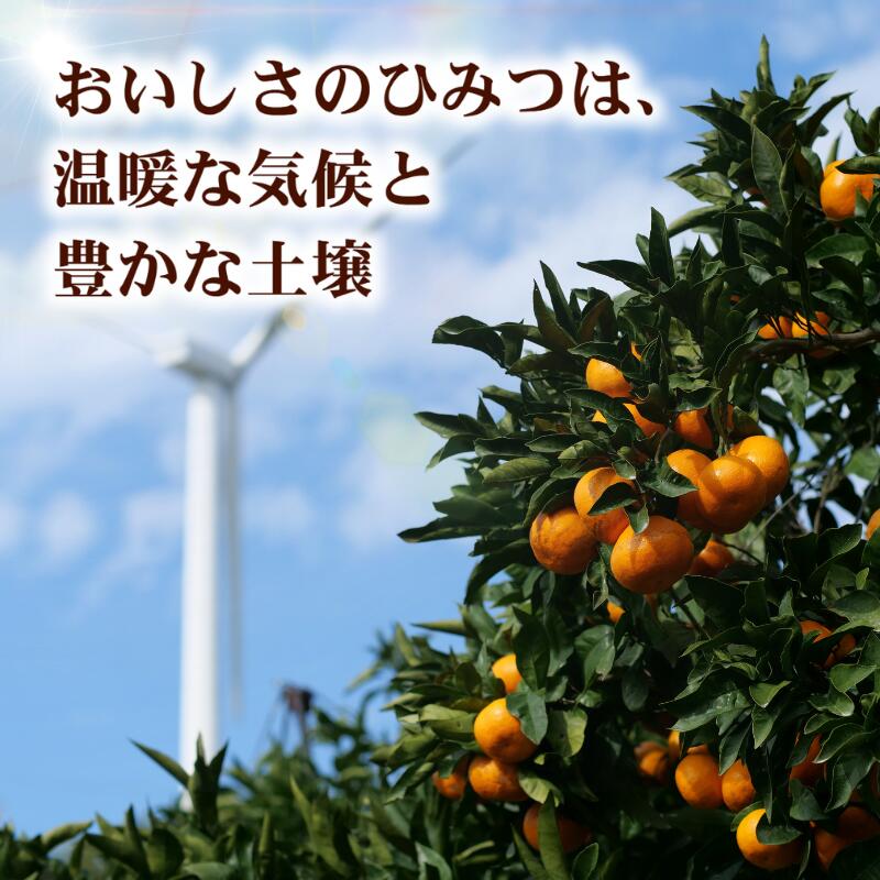 【ふるさと納税】 はるみ 家庭用 / 訳あり 甘い 和歌山 柑橘 2kg 5kg 7000円 ※2月中旬〜3月下旬に順次発送 //dekopon サムネイル3