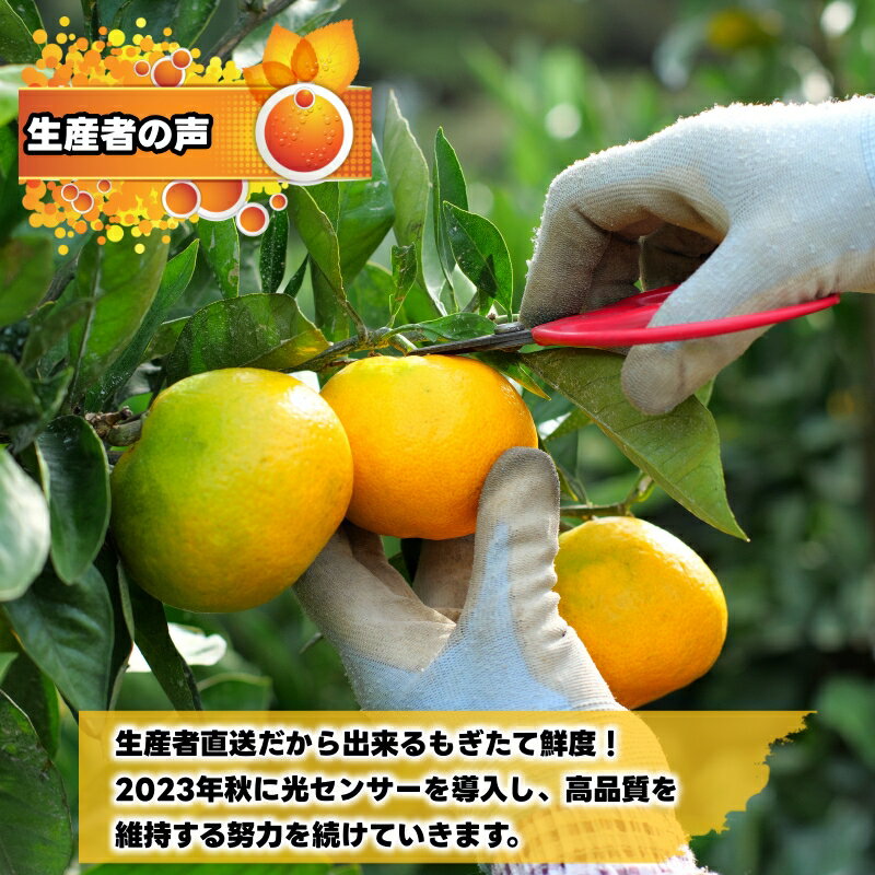 【ふるさと納税】 由良早生 みかん 家庭用 / ゆら早生 温州みかん 極早生 甘い 家庭用 和歌山 柑橘 5kg 10kg ※10月上旬～10月下旬順次発送 ※北海道・沖縄・離島への配送不可 //goku サムネイル3