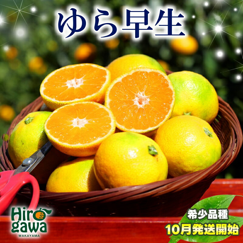 由良早生 みかん 家庭用 / ゆら早生 温州みかん 極早生 甘い 家庭用 和歌山 柑橘 5kg 10kg ※10月上旬～10月下旬順次発送 ※北海道・沖縄・離島への配送不可 //goku