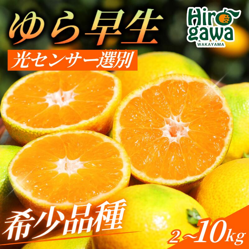 【ふるさと納税】 由良早生 みかん 家庭用 / ゆら早生 温州みかん 極早生 甘い 家庭用 和歌山 柑橘 5kg 10kg ※2026年10月上旬～11月上旬順次発送 ※北海道・沖縄・離島への配送不可 //goku - 画像2