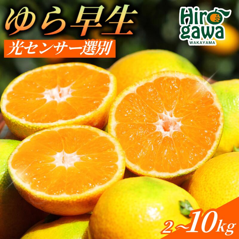 由良早生 みかん 家庭用 / ゆら早生 温州みかん 極早生 甘い 家庭用 和歌山 柑橘 5kg 10kg ※2026年10月上旬～11月上旬順次発送 ※北海道・沖縄・離島への配送不可 //goku