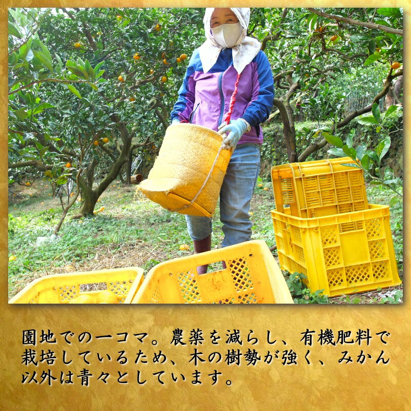 【ふるさと納税】 鹿蔵の 有田 みかん プレミアム 光センサー 選果 / 温州みかん 有田みかん 甘い 高級 厳選 和歌山 柑橘 お試し 送料無料 5kg 10kg 6000円 9000円 ※11月中旬〜1月下旬に順次発送 ※北海道・沖縄・離島への配送不可 //mandarin サムネイル3