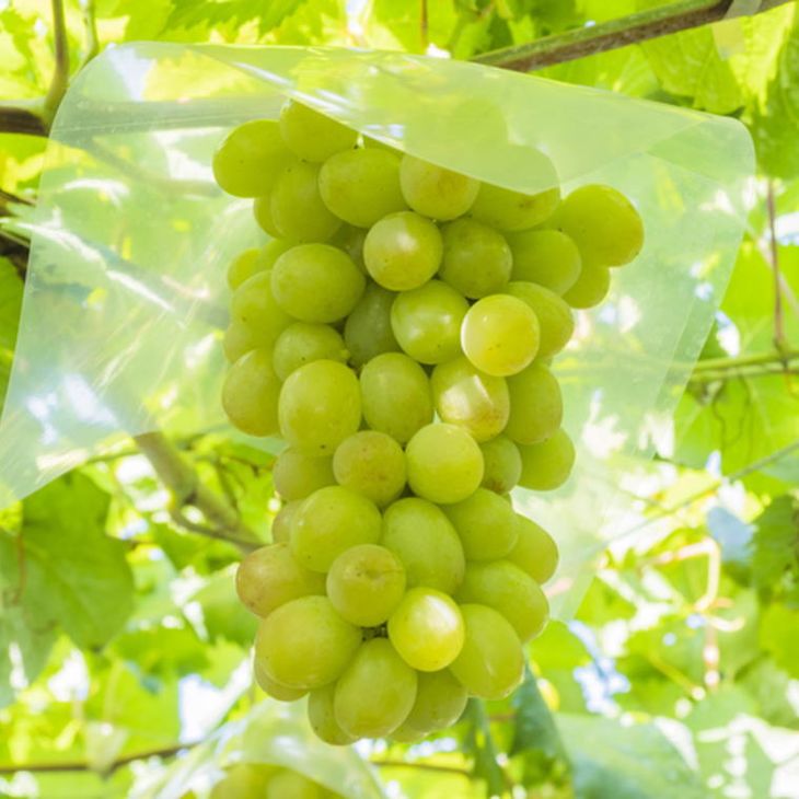 【ふるさと納税】 シャインマスカット 完熟 約1kg / ぶどう マスカット フルーツ 果物 和歌山 ※2026年9月上旬～9下旬頃発送予定 ※北海道・沖縄・離島への配送不可 //hokaf サムネイル2