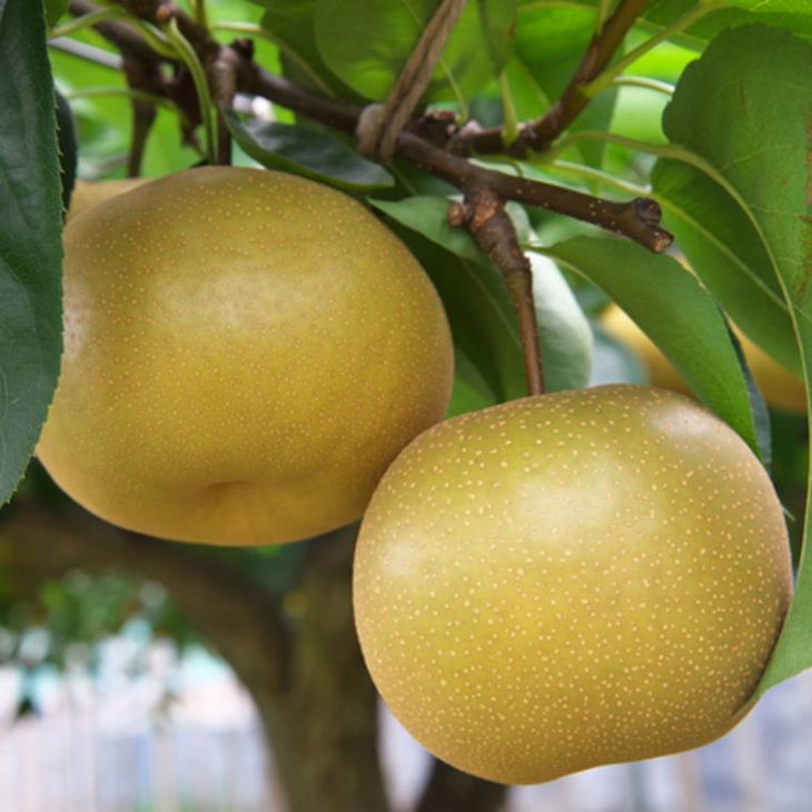 【ふるさと納税】 和歌山県 産の 梨 約2kg 約4kg (品種おまかせ) / なし 甘い 柑橘 和歌山 ※2026年8月下旬～9月下旬頃に順次発送予定 ※着日指定不可 //hokaf サムネイル3