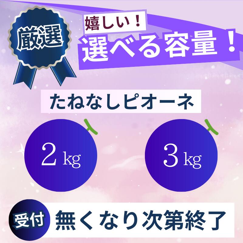 【ふるさと納税】 ピオーネ たねなし 厳選 / ぶどう 種無し 甘い 高級 和歌山 2kg 3kg ※2026年8月中旬～2026年9月中旬に順次発送 ※北海道・沖縄・離島への配送不可 //hokaf サムネイル2