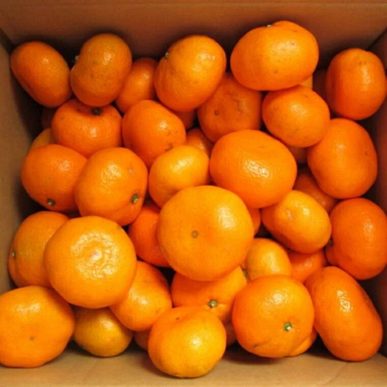 【ふるさと納税】【ブランドみかん】 田村みかん 約9kg 【選べるサイズ】 11月下旬～12月下旬頃順次発送 / 温州みかん 有田 みかん 柑橘 和歌山 //mandarin サムネイル2