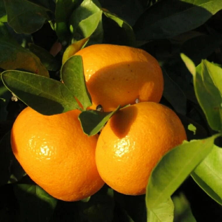 【ふるさと納税】【ブランドみかん】 田村みかん 約9kg 【選べるサイズ】 11月下旬～12月下旬頃順次発送 / 温州みかん 有田 みかん 柑橘 和歌山 //mandarin サムネイル3