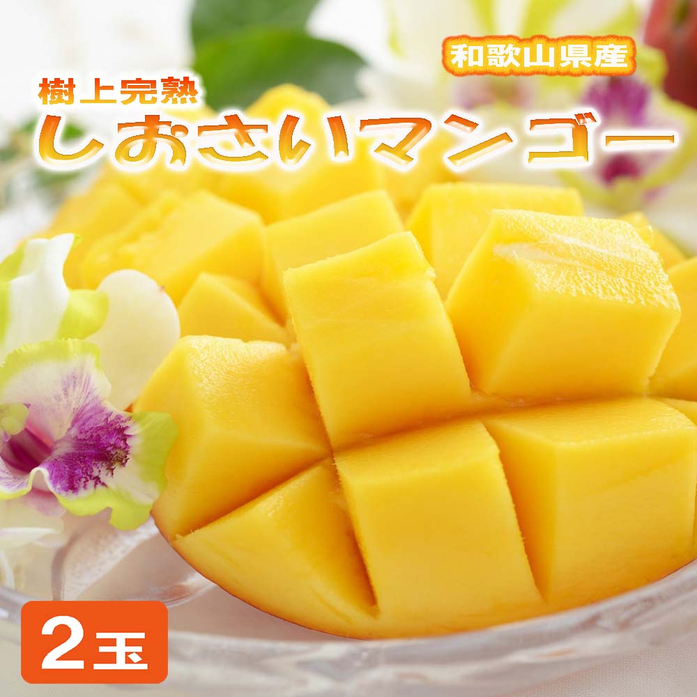 しおさい マンゴー 2玉入り 樹上完熟 和歌山 県産 糖度18度超 ※8月上旬～8月下旬頃に順次発送