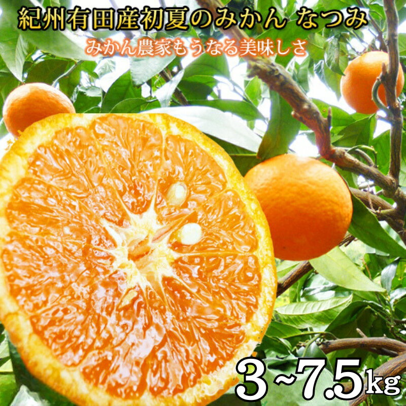 初夏のみかん なつみ / みかん 甘い 和歌山 柑橘 ※4月中旬〜4月下旬頃に順次発送予定 3kg 5kg ※離島配送不可 //hassaku