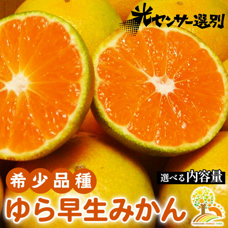 選べる内容量　ゆら早生 みかん 濃厚な味わい 希少品種《有機質肥料100％》極早生 ｜ 由良 ゆら 早生 わせ 柑橘 果物 くだもの フルーツ 和歌山 有田 ※北海道・沖縄・離島への配送不可 ※2025年10月上旬～11月中旬頃に順次発送予定