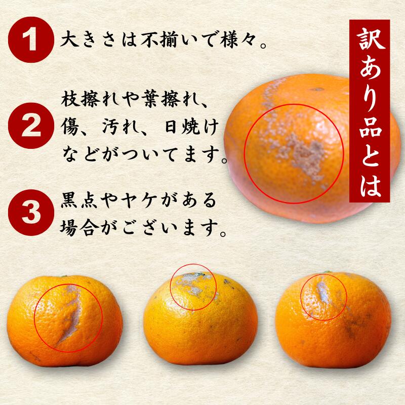 【ふるさと納税】【先行受付】【訳あり】有田みかん 選べる内容量 ｜ 農家直送 訳あり ご家庭用 サイズ混合 光センサー選別 温州みかん みかん 訳あり わけあり 家庭用 ※2025年11月中旬～12月下旬頃に順次発送予定 ※北海道・沖縄・離島への配送不可 サムネイル2