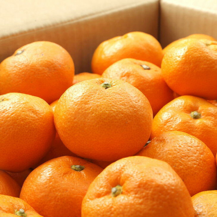 【ふるさと納税】【ブランドみかん】田村みかん約5kg（2Lサイズ・秀品）※2025年11月下旬～12月下旬頃に順次発送予定 サムネイル2