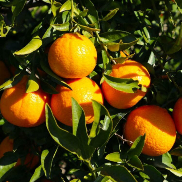 【ふるさと納税】【濃厚】有田産不知火約4kg(M～3Lサイズ混合) ※2026年2月中旬～3月下旬頃に順次発送予定 サムネイル3