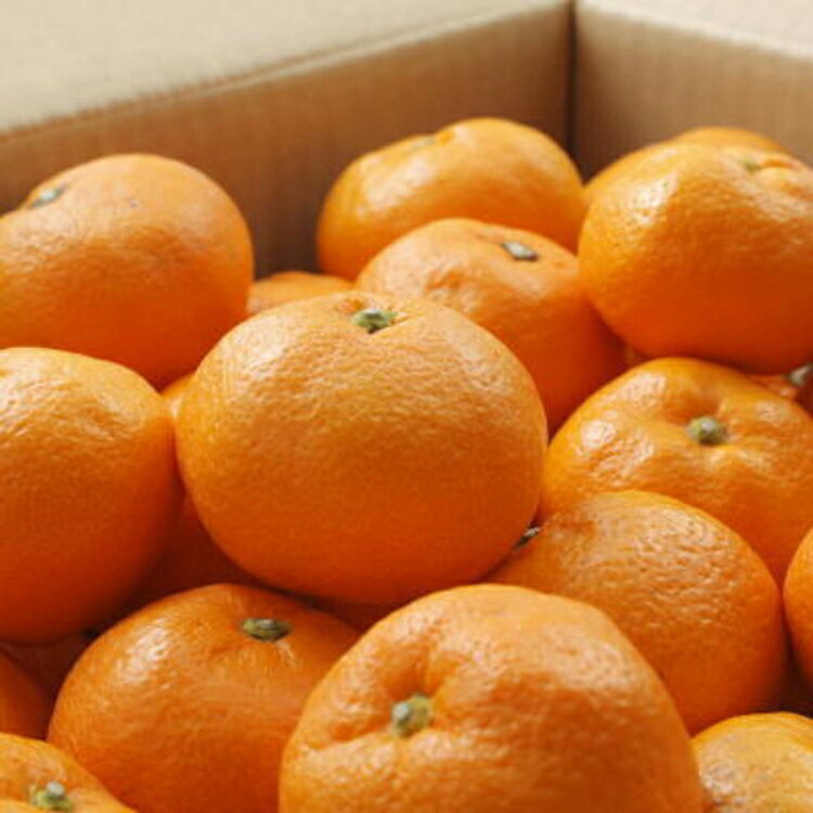 【ふるさと納税】【ブランドみかん】田村みかん約3kg(S.M.Lサイズおまかせ・秀品) サムネイル2