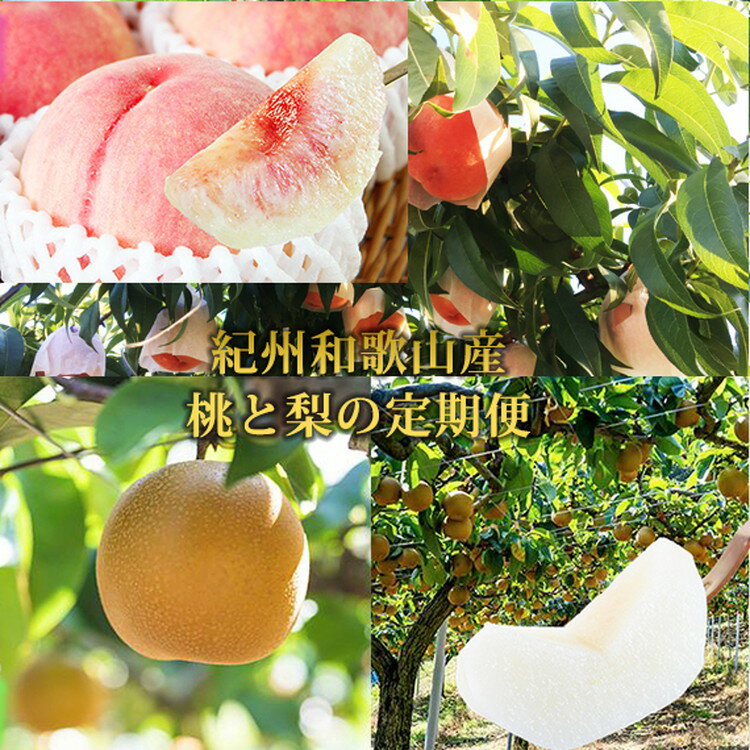 全2回 フルーツ定期便（桃3玉 8月、梨3玉 9月発送） ｜ 和歌山県産 モモ ナシ 旬 果物