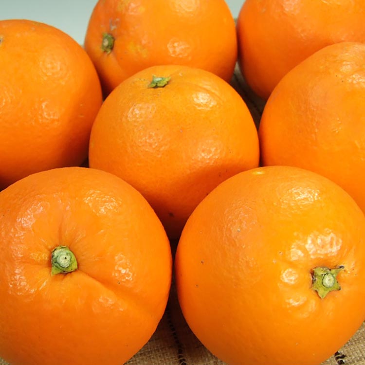 【ふるさと納税】ネーブルオレンジ［約4.5kg］和歌山県有田産 春みかん【果実サイズおまかせ】 ｜ 和歌山県産 柑橘 フルーツ 紀伊国屋文左衛門本舗 サムネイル2