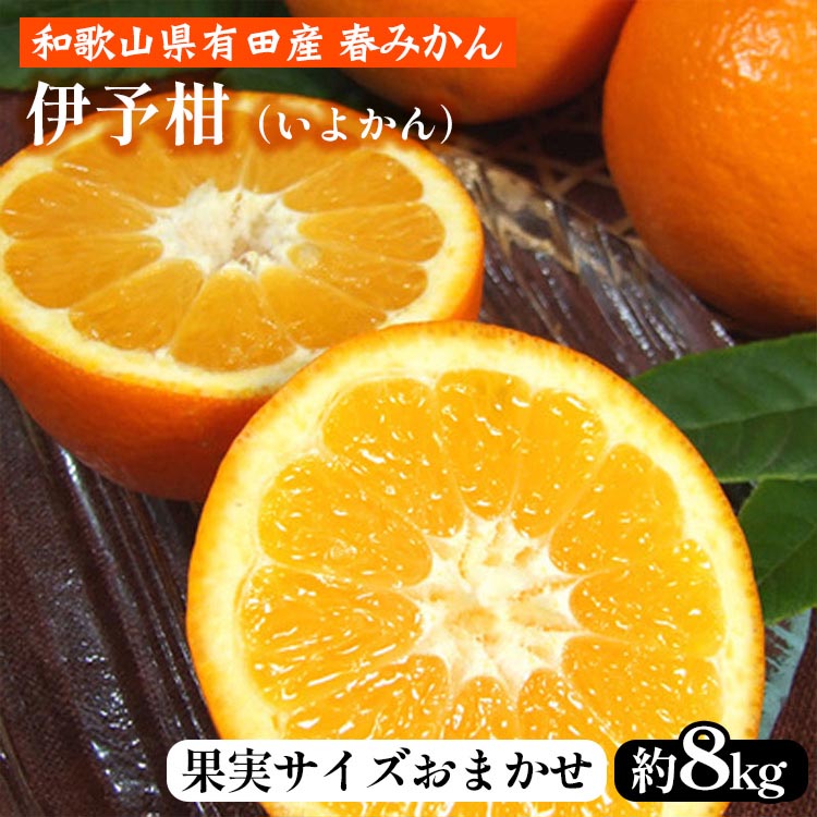 伊予柑（いよかん）［約8kg］和歌山県有田産 春みかん【果実サイズおまかせ】 ｜ 和歌山県産 柑橘 フルーツ 紀伊国屋文左衛門本舗