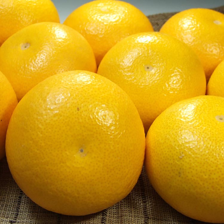 【ふるさと納税】八朔（はっさく）［約10kg］和歌山県有田産 春みかん【果実サイズおまかせ】 ｜ 和歌山県産 柑橘 フルーツ 紀伊国屋文左衛門本舗 サムネイル3