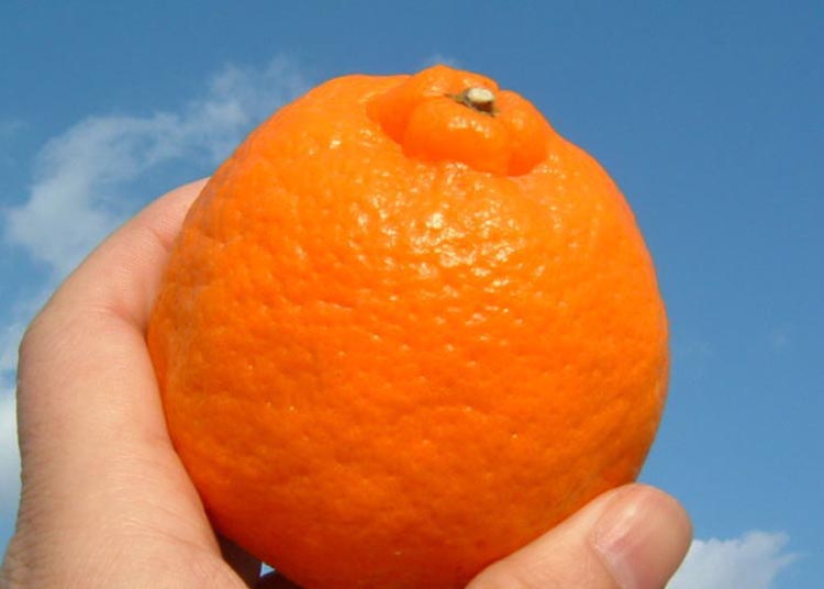 【ふるさと納税】ポンカン［約5kg］和歌山県 有田産 春みかん 春柑橘【果実サイズおまかせ】 ｜ 和歌山県産 柑橘 フルーツ 紀伊国屋文左衛門本舗 サムネイル2