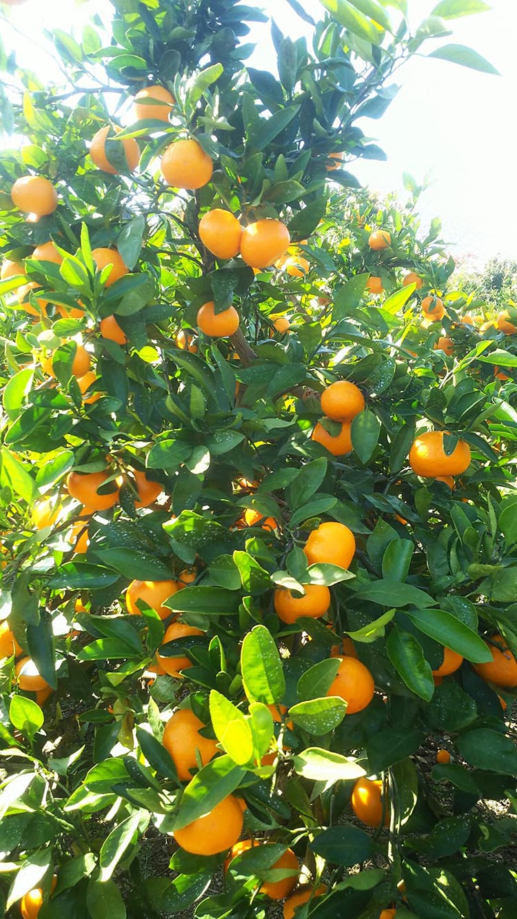 【ふるさと納税】宮川早生みかん贈答用特選　10kg箱入 | みかん 早生みかん 早生 贈答用 旬 柑橘 フルーツ 果物 果実 ミカン 産地直送 ※2025年11月下旬～12月中旬頃に順次発送予定 サムネイル3