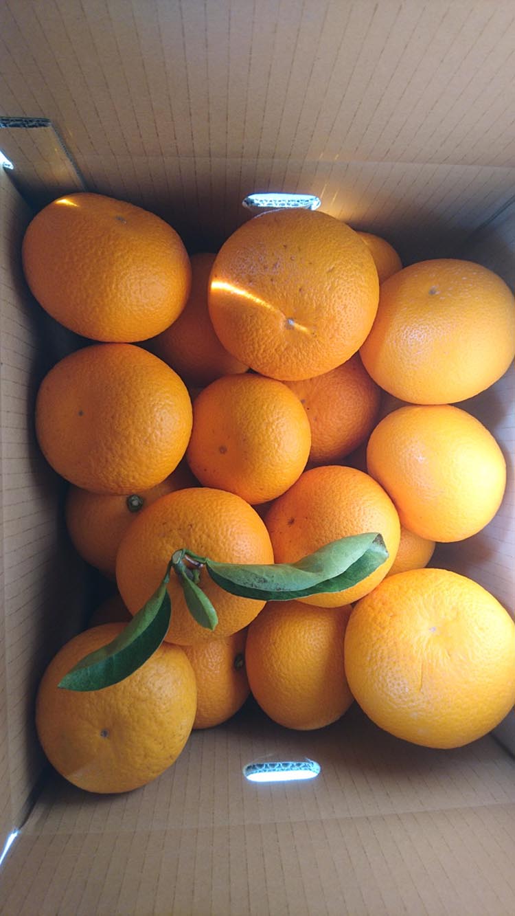 【ふるさと納税】美浜町産　ご家庭用 木成り紅八朔 10kg| はっさく 八朔 果物 フルーツ 柑橘 10kg サムネイル2