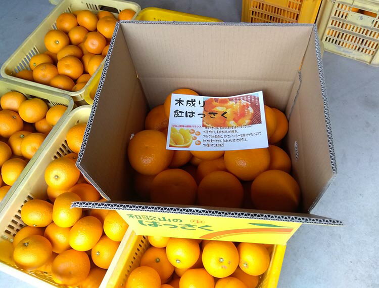 【ふるさと納税】美浜町産　ご家庭用 木成り紅八朔 10kg| はっさく 八朔 果物 フルーツ 柑橘 10kg サムネイル3