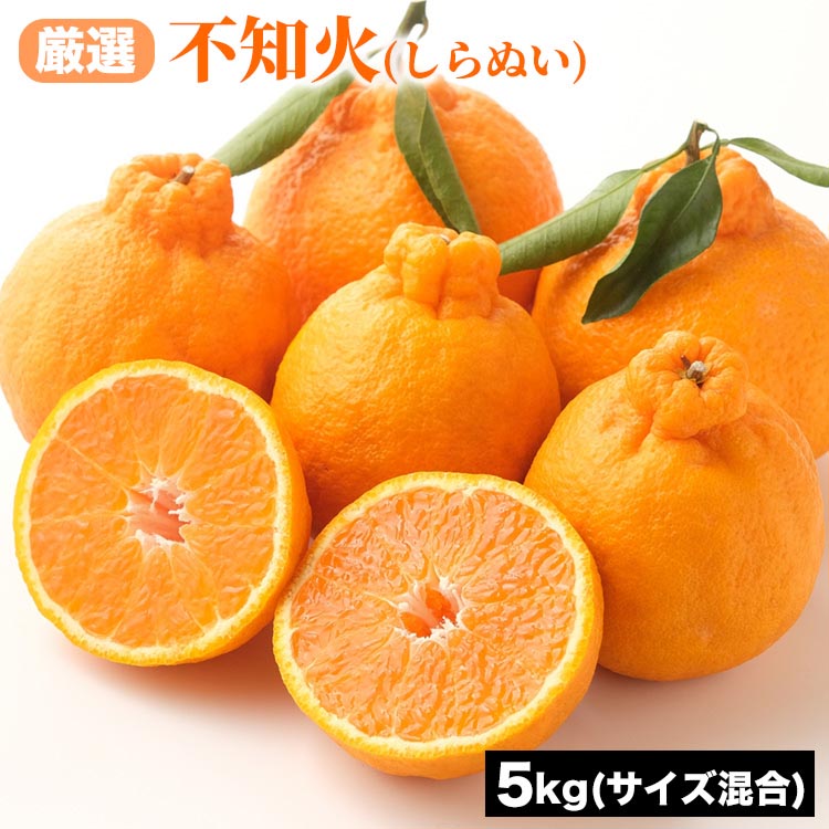厳選 不知火 (しらぬい) サイズ混合 5kg | みかん 柑橘 和歌山 みかん 不知火 しらぬい 厳選 フルーツ 果物 5kg ※2026年1月下旬～3月下旬頃に順次発送予定