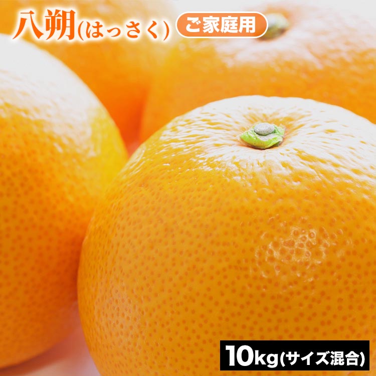 ご家庭用 八朔 (はっさく) サイズ混合 10kg | みかん 柑橘 和歌山 みかん 八朔 はっさく 家庭用 フルーツ 果物 10kg ※2026年1月下旬～3月下旬頃に順次発送予定