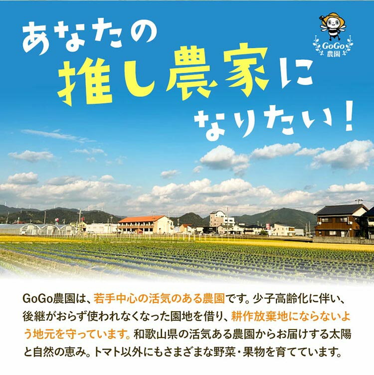 【ふるさと納税】みかん 八朔 厳選 S~Mサイズ 約10kg｜GOGO農園 和歌山県 日高川町 はっさく みかん 柑橘 蜜柑 フルーツ 送料無料 サムネイル2