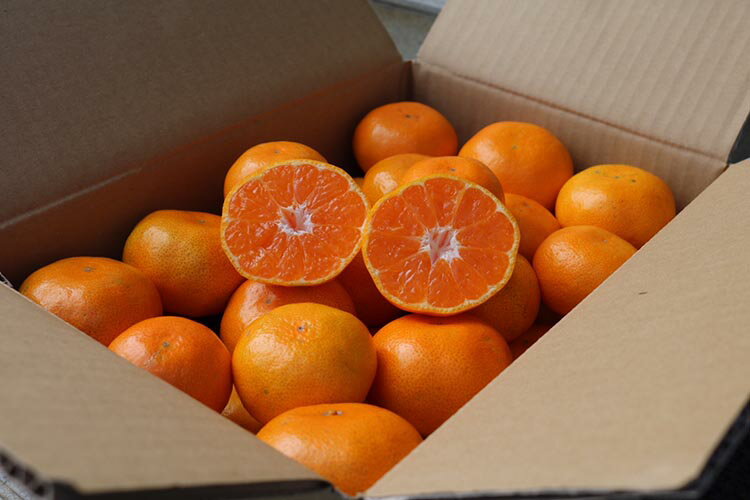 【ふるさと納税】【まごころ手選別】和歌山の有田みかん 10kg 大玉(2L～4Lサイズ混合) ※2025年11月上旬～2026年1月下旬頃に順次発送予定 サムネイル2