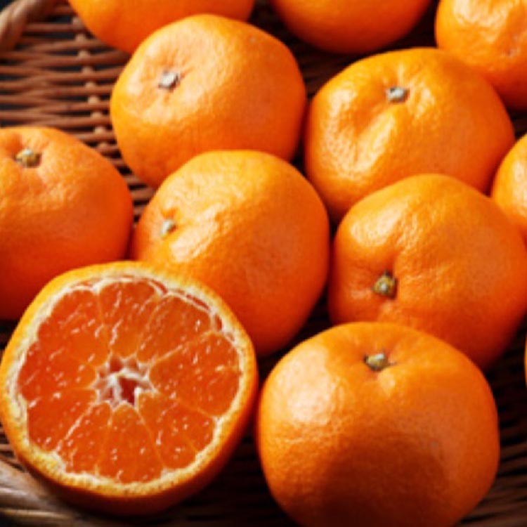 【ふるさと納税】【まごころ手選別】和歌山の有田みかん 10kg 大玉(2L～4Lサイズ混合) ※2025年11月上旬～2026年1月下旬頃に順次発送予定 サムネイル3