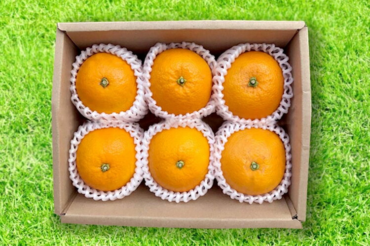 【ふるさと納税】【まごころ手選別】有田のはっさく【八朔】約10kg　S～Mサイズ ※2026年1月上旬～3月下旬頃に順次発送予定 サムネイル3