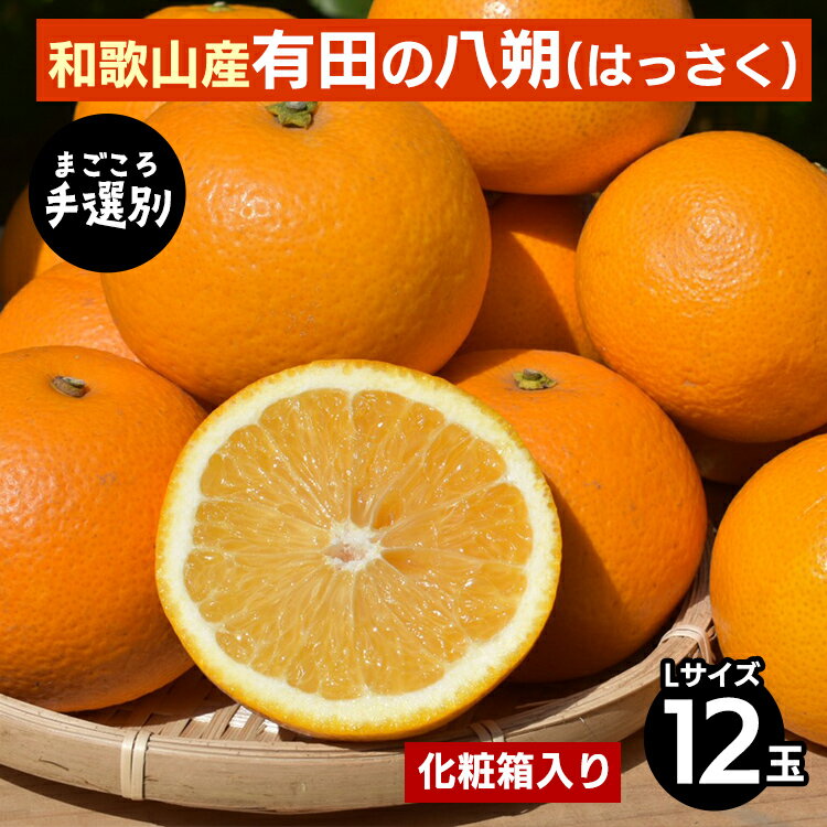 【まごころ手選別】和歌山産有田のはっさく　化粧箱　Lサイズ12個入り ※2026年1月上旬～3月下旬頃に順次発送予定
