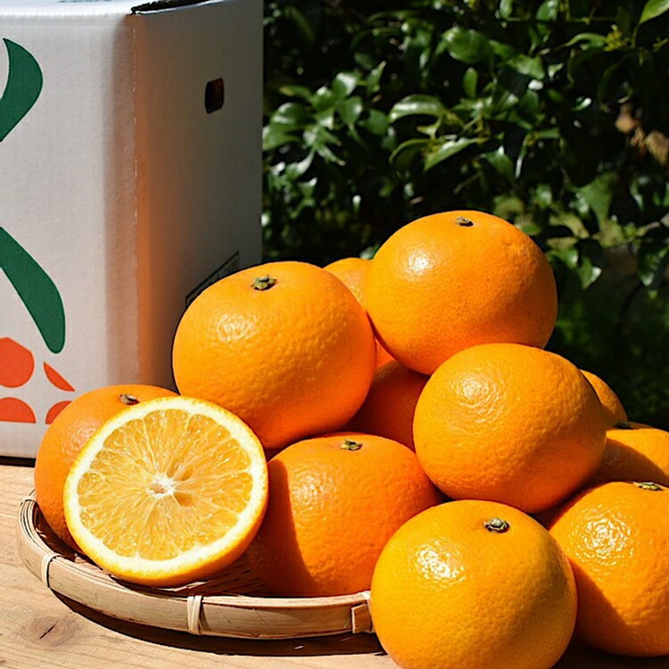 【ふるさと納税】【まごころ手選別】和歌山産有田のはっさく(6玉×1箱、L～2Lサイズ) ※2026年1月上旬～3月下旬頃に順次発送予定 サムネイル2