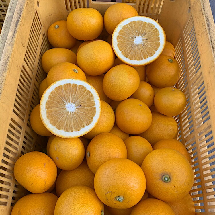 【ふるさと納税】【まごころ手選別】有田の八朔(はっさく)約4kg(S～4Lサイズ混合)家庭用 ※2026年1月上旬～3月下旬頃に順次発送予定 サムネイル3