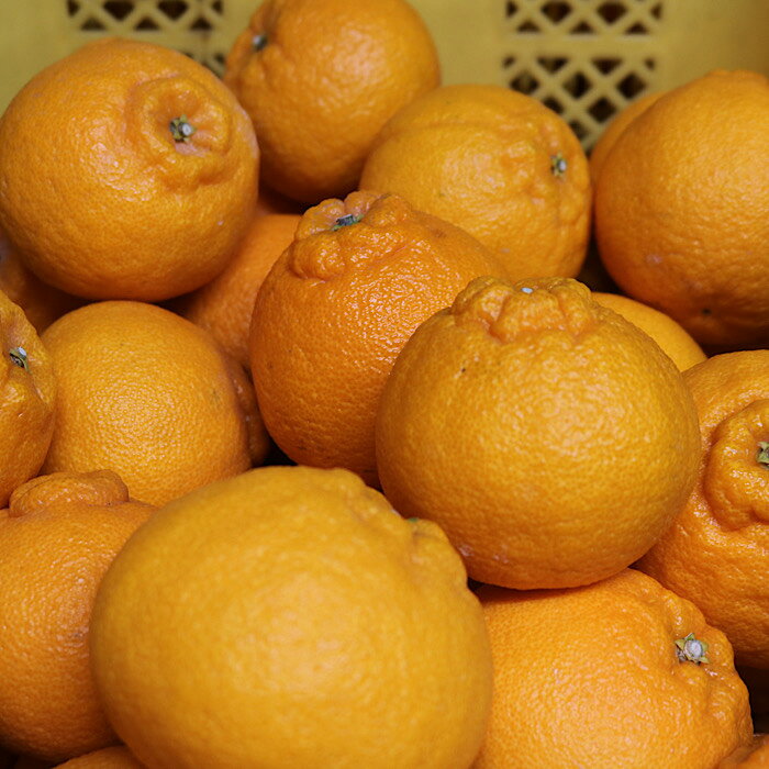 【ふるさと納税】【まごころ手選別】和歌山産　有田の不知火(しらぬひ)5kg(12玉～18玉) ※2026年2月上旬～4月下旬頃に順次発送予定 サムネイル3