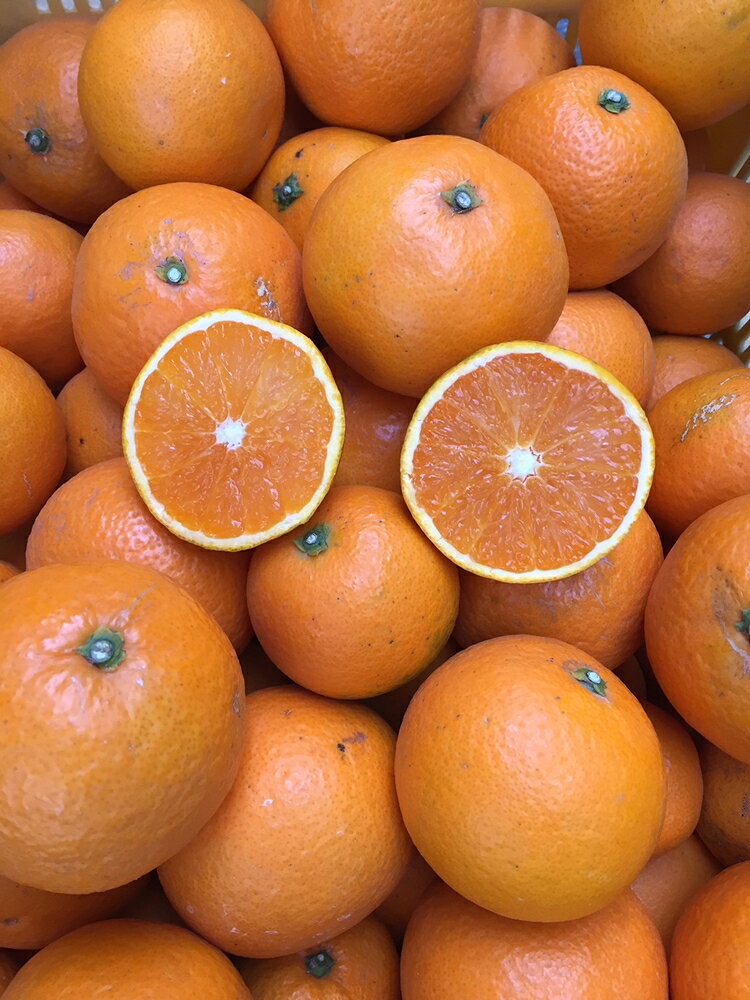 【ふるさと納税】【まごころ手選別】和歌山産　有田の清見　約5kg(2S～3Lサイズ混合)【家庭用】 ※2026年3月上旬～4月下旬頃に順次発送予定 サムネイル3