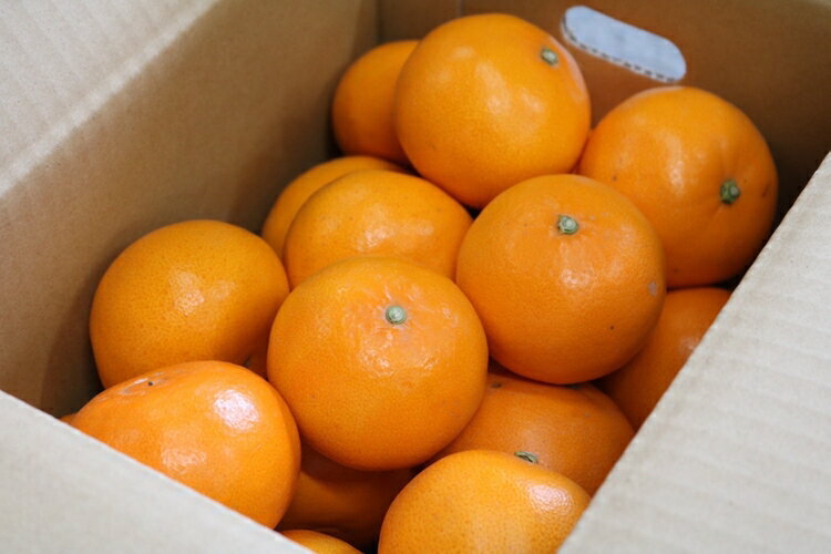 【ふるさと納税】【まごころ手選別】和歌山産　せとか　約4kg 家庭用 ※2026年2月下旬～4月中旬頃より順次発送予定 サムネイル2