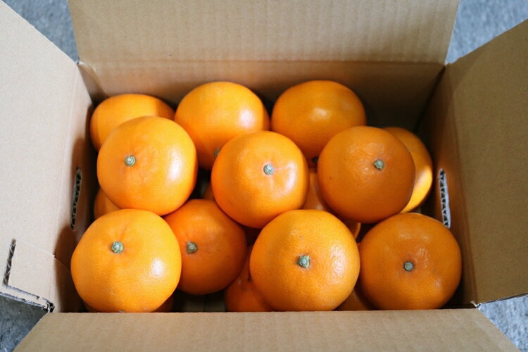 【ふるさと納税】【まごころ手選別】和歌山産　せとか　約4kg 家庭用 ※2026年2月下旬～4月中旬頃より順次発送予定 サムネイル3