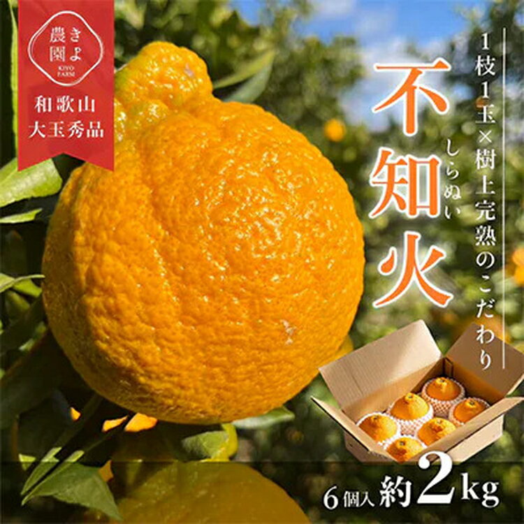 先行受付 不知火 希少な樹上完熟! 秀品 大玉 6個入｜柑橘 しらぬい フルーツ 果物 産地直送 先行予約 美浜町 ※2026年2月下旬～3月下旬頃に順次発送予定