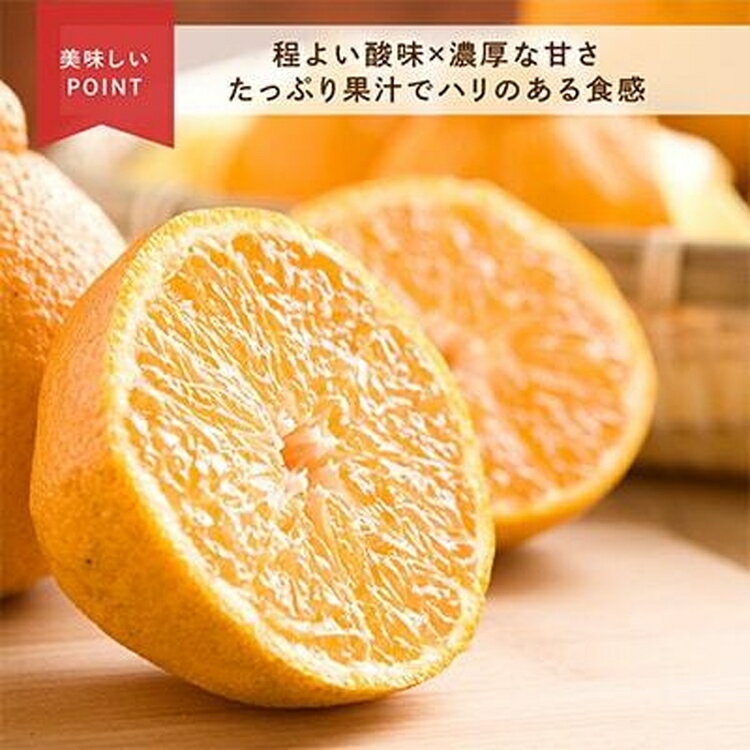 【ふるさと納税】先行受付 不知火 希少な樹上完熟! 秀品 大玉 6個入｜柑橘 しらぬい フルーツ 果物 産地直送 先行予約 美浜町 ※2026年2月下旬～3月下旬頃に順次発送予定 サムネイル2