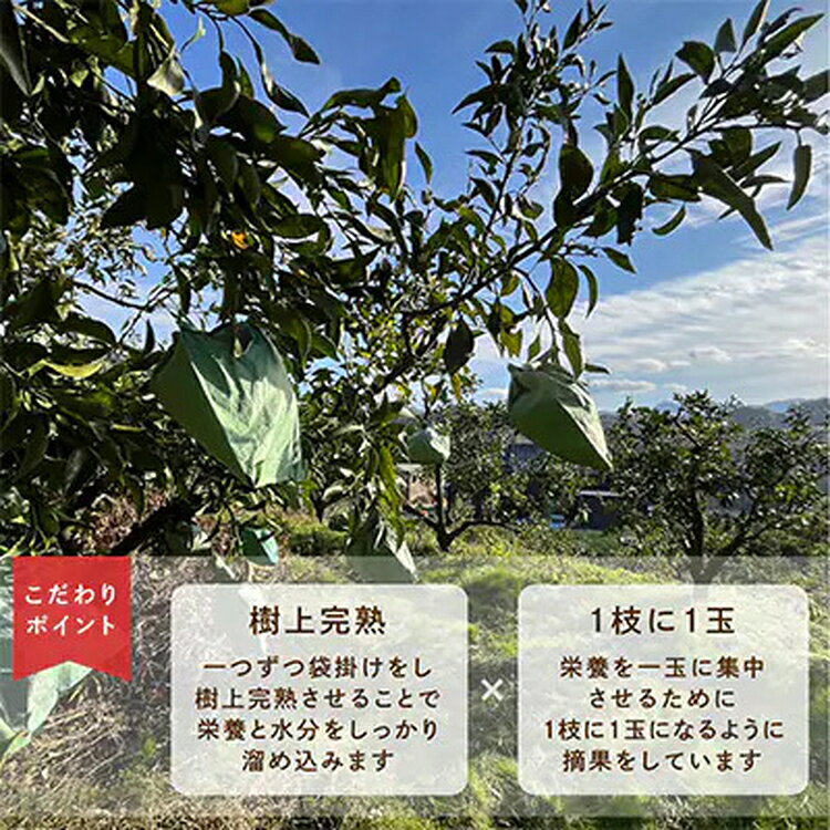 【ふるさと納税】先行受付 不知火 希少な樹上完熟! 秀品 大玉 6個入｜柑橘 しらぬい フルーツ 果物 産地直送 先行予約 美浜町 ※2026年2月下旬～3月下旬頃に順次発送予定 サムネイル3