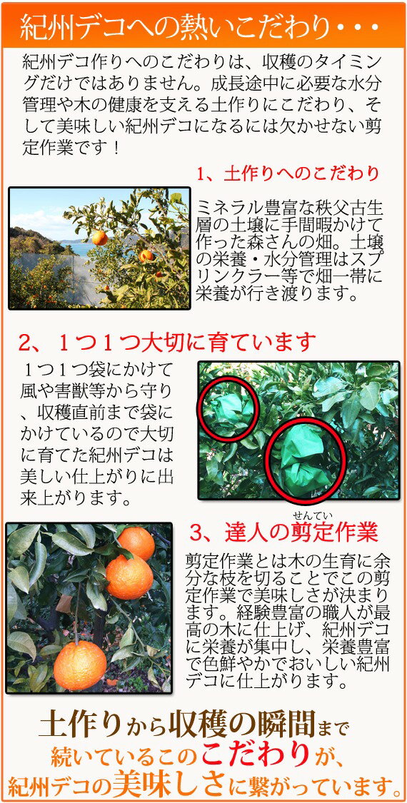 【ふるさと納税】果肉プリプリ♪　完熟紀州デコ(不知火) 約5kg｜ 柑橘 不知火 デコポン みかん フルーツ 果物 旬 先行予約 でこぽん 国産 産地直送 完熟 一級品 美浜町※2026年2月下旬〜3月下旬頃に順次発送予定 サムネイル2