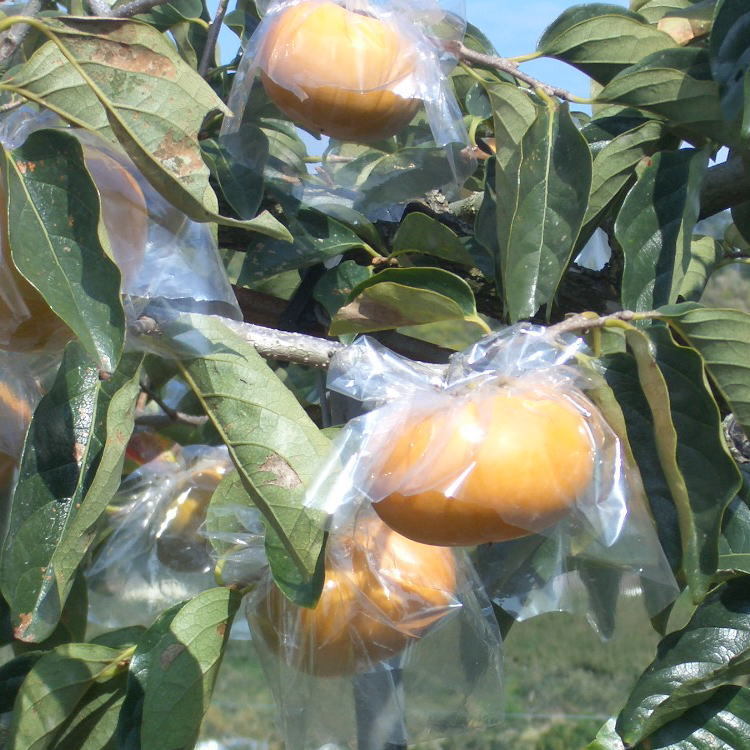 【ふるさと納税】【希少】紀の川柿(種無し)約3.5～4kg・秀品 ｜柿 カキ フルーツ 果物 和歌山 先行予約 かき たねなし 国産 産地直送 美浜町※2025年10月中旬～11月中旬頃に順次発送予定 サムネイル3