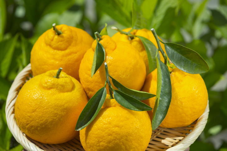 【ふるさと納税】【濃厚】有田の不知火約5kg（12玉～20玉）※2026年2月中旬～4月中旬頃に順次発送予定 サムネイル3