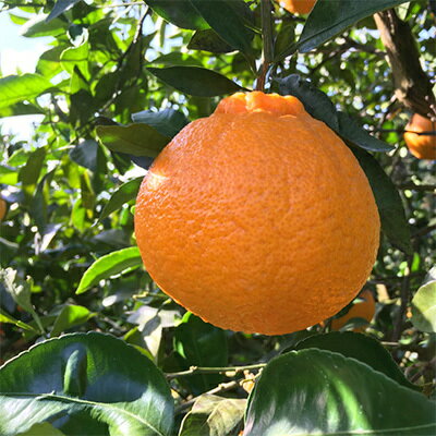 【ふるさと納税】【先行予約】こだわり農家の濃厚不知火（デコポンと同品種） 12～18玉（約5kg）※2026年2月上旬～3月下旬頃に順次発送予定 ※北海道・沖縄・離島への配送不可 サムネイル2