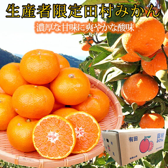 【先行予約】高級ブランド田村みかん 5kg◇ ふるさと納税 みかん｜ 蜜柑 柑橘 果物 フルーツ 糖度 甘い 濃厚 コク ジューシー 先行予約 みかん 国産 産地直送 人気 美浜町