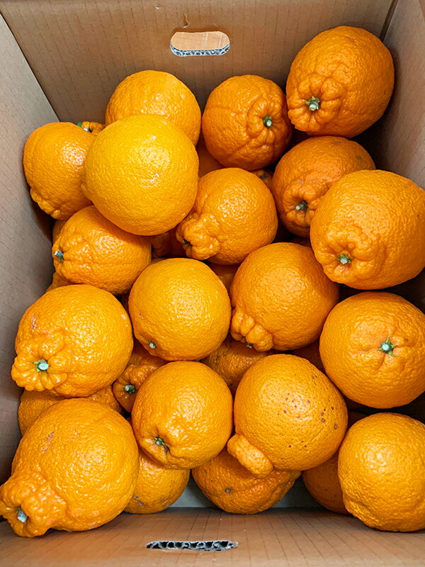 【ふるさと納税】【ご家庭用訳有り】紀州有田産不知火(しらぬひ)約6kg ※2026年2月中旬〜3月中旬頃に順次発送予定 サムネイル3