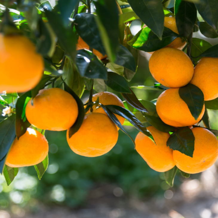 【ふるさと納税】[秀品]和歌山有田みかん5kg(MサイズまたはLサイズのいずれかをお届け) ※2025年11月中旬～2026年1月中旬頃に順次発送予定 ふるさと納税 ミカン サムネイル2