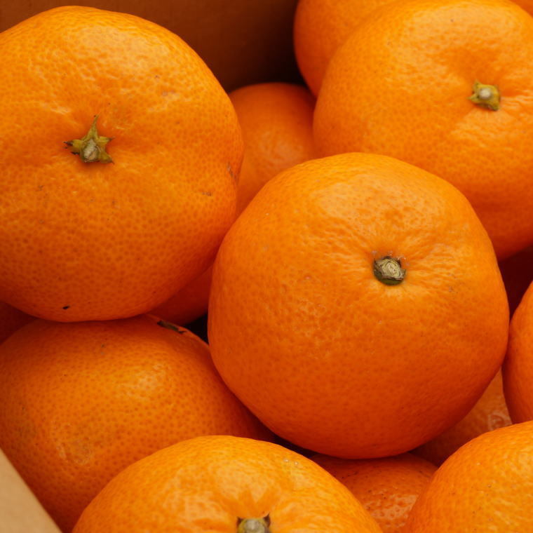 【ふるさと納税】[秀品]和歌山有田みかん5kg(MサイズまたはLサイズのいずれかをお届け) ※2025年11月中旬～2026年1月中旬頃に順次発送予定 ふるさと納税 ミカン サムネイル3